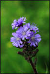 IMG_25164  -  <strong>Laiteron des Alpes (Lactuca alpina)</strong>	<br/>Chablais-Giffre - Juillet 2015