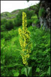 IMG_25175  -  <strong>Vératre de Lobel (Veratrum album subsp. lobelianum)</strong>	<br/>Chablais-Giffre - Juillet 2015