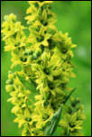 IMG_25176  -  <strong>Vératre de Lobel (Veratrum album subsp. lobelianum)</strong>	<br/>Chablais-Giffre - Juillet 2015