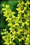 IMG_25179  -  <strong>Vératre de Lobel (Veratrum album subsp. lobelianum)</strong>	<br/>Chablais-Giffre - Juillet 2015