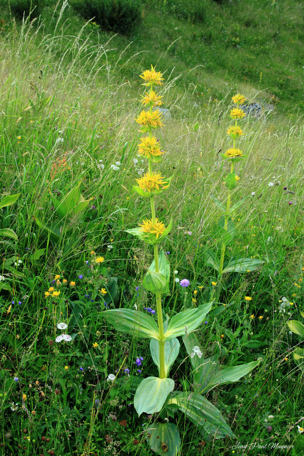 Gentiane jaune