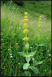 IMG_25238  -  <strong>Gentiane jaune (Gentiana lutea)</strong>	<br/>Chablais-Giffre - Juillet 2015
