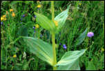 IMG_25240  -  <strong>Gentiane jaune (Gentiana lutea)</strong>	<br/>Chablais-Giffre - Juillet 2015