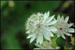 IMG_25380  -  <strong>Grande astrance (Astrantia major)</strong>	<br/>Chablais-Giffre - Juillet 2015