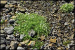 IMG_25699  -  <strong>Céraiste (Cerastium ...?)</strong>	<br/>Bornes - Juillet 2015