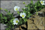 IMG_25786  -  <strong>Céraiste (Cerastium ...?)</strong>	<br/>Bornes - Juillet 2015