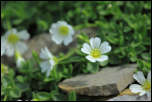 IMG_25788  -  <strong>Céraiste (Cerastium ...?)</strong>	<br/>Bornes - Juillet 2015