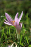 IMG_26435  -  <strong>Colchique (Colchicum autumnale)</strong>	<br/>Bornes - Août 2015