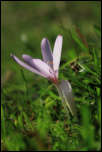IMG_26440  -  <strong>Colchique (Colchicum autumnale)</strong>	<br/>Bornes - Août 2015