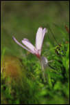 IMG_26441  -  <strong>Colchique (Colchicum autumnale)</strong>	<br/>Bornes - Août 2015