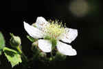 IMG_2892  -  <strong>Eglantier</strong>	<br/>Bauges - Juin 2011