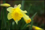 IMG_30638  -  <strong>Jonquille (Narcissus pseudonarcissus)</strong>	<br/>Bornes - Avril 2016