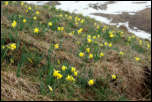 IMG_30647  -  <strong>Jonquilles (Narcissus pseudonarcissus) qui tapissent les pentes au dessus du Bouchet Mont-Charvin.</strong>	<br/>Bornes - Avril 2016