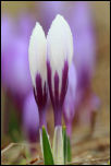 IMG_30678  -  <strong>Les crocus sont nimbés de rosée.</strong>	<br/>Bornes - Avril 2016