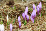 IMG_30681  -  <strong>Le Crocus blanc (Crocus vernus) est parfois (souvent ?) bleu !</strong>	<br/>Bornes - Avril 2016