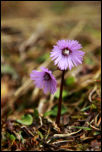 IMG_30704  -  <strong>Les premières Soldanelle des Alpes (Soldanella alpina) de l'année.</strong>	<br/>Bornes - Avril 2016