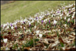IMG_30716  -  <strong>Tapis de crocus au Bouchet Mont-Charvin.</strong>	<br/>Bornes - Avril 2016