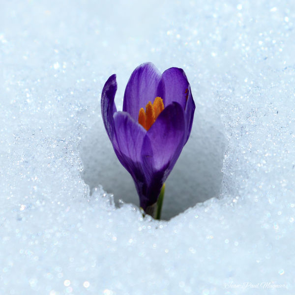 Crocus