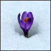 IMG_30759  -  <strong>Pressé de sortir au soleil le crocus ? (Crocus vernus)</strong>	<br/>Bauges - Avril 2016