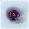 IMG_30760  -  <strong>Cercles concentriques ? (Crocus vernus)</strong>	<br/>Bauges - Avril 2016