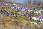 IMG_30784  -  <strong>Contrairement au Bouchet Mont-Charvin, les Crocus du Semnoz sont majoritairement bleus.</strong>	<br/>Bauges - Avril 2016