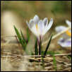IMG_30814  -  <strong>Crocus bigarré (Crocus versicolor)</strong>	<br/>Bauges - Avril 2016