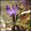IMG_30822  -  <strong>Contre-jour sur Crocus Vernus</strong>	<br/>Bauges - Avril 2016