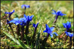 IMG_31687  -  Gentiane dauphinoise (Gentiana verna subsp. delphinensis)<br/><strong>A la mi-mai, les gentianes printanières envahissent les alpages</strong>	<br/>Bauges - Mai 2016