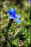 IMG_31689  -  <strong>Gentiane dauphinoise (Gentiana verna subsp. delphinensis)</strong>	<br/>Bauges - Mai 2016