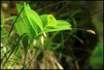 IMG_31725  -  Sceau de Salomon odorant (Polygonatum odoratum)<br/><strong>Tandis qu'en sous-bois, entre graminée et herbe folle ...</strong>	<br/>Bauges - Mai 2016