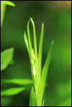 IMG_31728  -  Céphalanthère à longues feuilles (Cephalanthera longifolia)<br/><strong>De longues feuilles dressées retiennent des fleurs naissantes ...</strong>	<br/>Bauges - Mai 2016