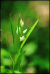 IMG_32019  -  Céphalanthère à longues feuilles (Cephalanthera longifolia)<br/><strong>... qui s'échappent de cette gangue et cherchent le soleil ...</strong>	<br/>Bauges - Mai 2016