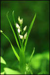 IMG_32020  -  Céphalanthère à longues feuilles (Cephalanthera longifolia)<br/><strong>... au bout de quelques jours, c'est les fleurs triomphantes ...</strong>	<br/>Bauges - Mai 2016