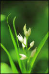 IMG_32026  -  Céphalanthère à longues feuilles (Cephalanthera longifolia)<br/><strong>... pour s'étaler au jour et pour fuir le sommeil ...</strong>	<br/>Bauges - Mai 2016
