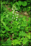 IMG_32352  -  Céphalanthère à longues feuilles (Cephalanthera longifolia)<br/><strong>... en grande hampe florale d'une vingtaine de fleurs.</strong>	<br/>Chartreuse - Juin 2016