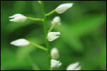 IMG_32353  -  Céphalanthère à longues feuilles (Cephalanthera longifolia)<br/><strong>... et s'offrir au passant sans honte et sans pudeur ...</strong>	<br/>Chartreuse - Juin 2016