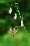 IMG_3236  -  <strong>Lys Martagon</strong>	<br/>Bauges - Juin 2011