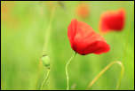 IMG_32370  -  Coquelicot (Papaver rhoeas)<br/><strong>... comme une belle espagnole, qui danse le flamenco.</strong>	<br/>Cluse d'Annecy - Juin 2016