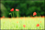 IMG_32376  -  Coquelicot (Papaver rhoeas)<br/><strong>... agite sa corolle au gré des courants d'air ...</strong>	<br/>Cluse d'Annecy - Juin 2016