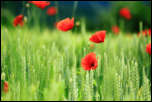 IMG_32378  -  Coquelicot (Papaver rhoeas)<br/><strong>Perché dessus les blés, rouge coquelicot ...</strong>	<br/>Cluse d'Annecy - Juin 2016