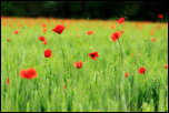 IMG_32396  -  Coquelicot (Papaver rhoeas)<br/><strong>... dodeline et ondule et fait tout pour nous plaire ...</strong>	<br/>Cluse d'Annecy - Juin 2016