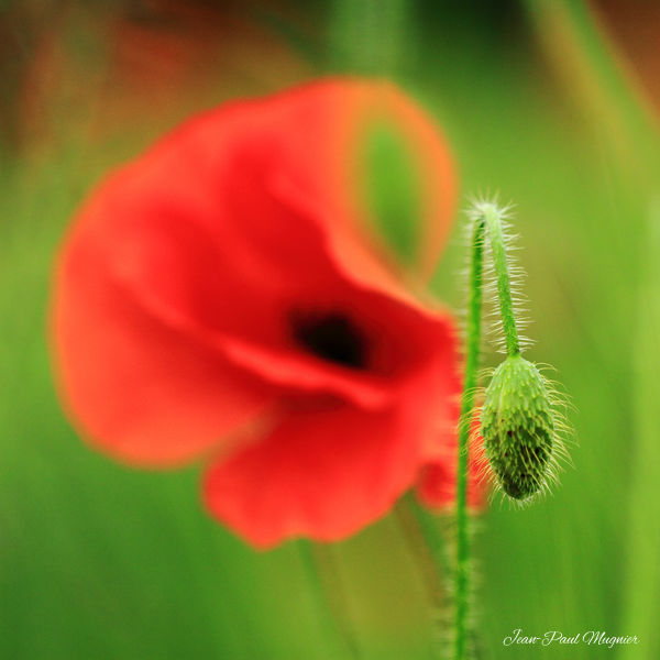 Coquelicot