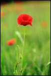 IMG_32415  -  Coquelicot (Papaver rhoeas)<br/><strong>... ou bien au liseron, lui servir de tuteur.</strong>	<br/>Cluse d'Annecy - Juin 2016