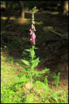 IMG_33210  -  Digitale pourpre (Digitalis purpurea)<br/><strong>Au pied du Puy de Dôme, de longues inflorescences se propagent en sous-bois ...</strong>	<br/>Massif central - Juin 2016