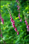 IMG_33352  -  Digitale pourpre (Digitalis purpurea)<br/><strong>... la digitale pourpre, queue de loup, gobe-mouche ou gants de Notre-Dame ...</strong>	<br/>Massif central - Juin 2016