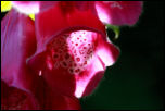 IMG_33366  -  Digitale pourpre (Digitalis purpurea)<br/><strong>... et puis par transparence, au rayon du soleil, nous dévoile sa trame.</strong>	<br/>Massif central - Juin 2016