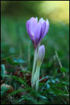 IMG_36713  -  Colchique (Colchicum autumnale)<br/><strong>C’est l’automne, les colchiques sont de sortie …</strong>	<br/>Bornes - Septembre 2016