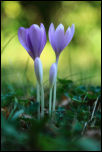 IMG_36714  -  Colchique (Colchicum autumnale)<br/><strong>… ils jouent parfois la symétrie …</strong>	<br/>Bornes - Septembre 2016
