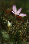IMG_36718  -  Colchique (Colchicum autumnale)<br/><strong>… parfois aux ombres chinoise avec le soleil automnal.</strong>	<br/>Bornes - Septembre 2016