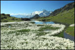 IMG_36798  -  Linaigrette de Scheuchzer (Eriophorum scheuchzeri)<br/><strong>Dans le dernier petit lac sous le Passage de la Louïe Blanche, les linaigrettes à l’assaut pour empêcher le reflet du Mont Pourri ...</strong>	<br/>Tarentaise - Septembre 2016